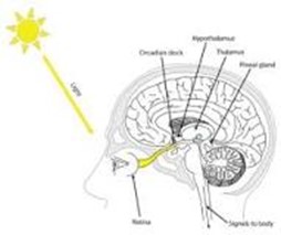 Disturi Circadiani del ritmo sonno-veglia