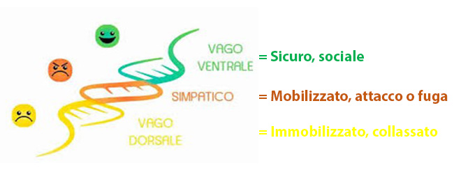 teoria-polivagale